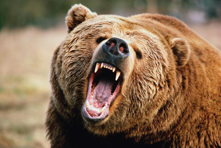 Technique’s Bitcoin Place Is Bear-Proof, Analyst Says